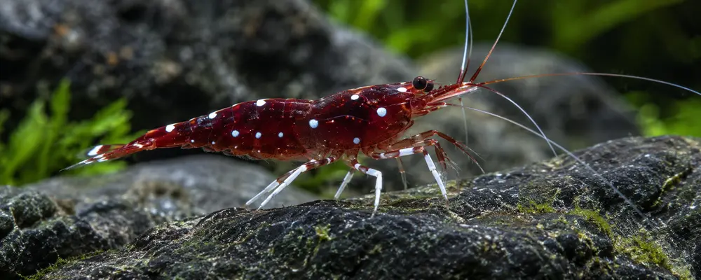 Crevette cardinale du Sulawesi