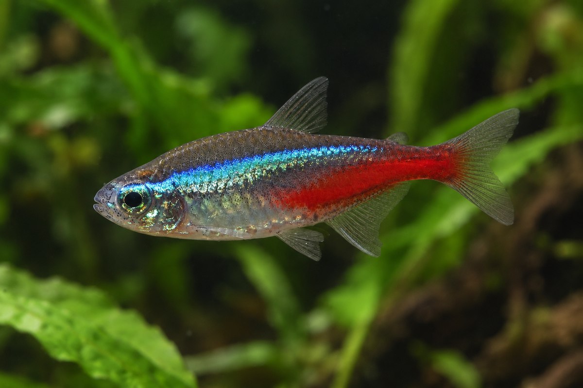 Tétra néon dans un aquarium planté