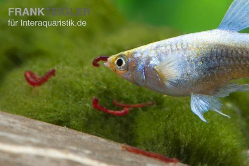 Lebendfutter wird von fast allen Fischen sehr gerne gefressen