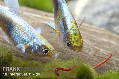 Auch f&uuml;r Guppys ist Lebendfutter ein hervorrgendes Fischfutter