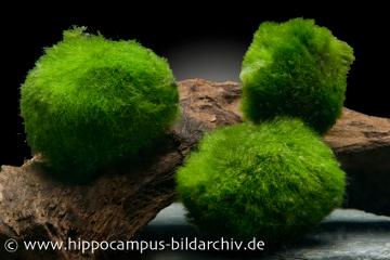 Mooskugeln im Aquarium Mooskugeln im Aquarium, beliebte Algenkugeln