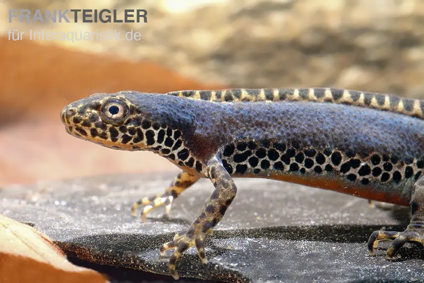 Triton alpestre, Ichthyosaura alpestris