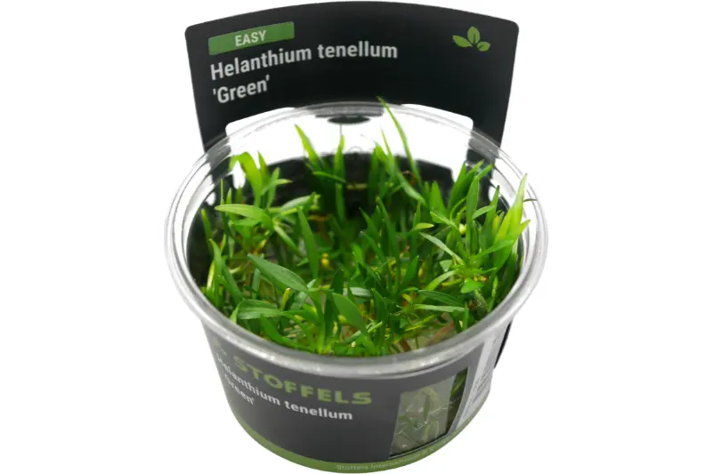 Plante épée naine à port gazonnant, Helanthium tenellum « Green », in vitro