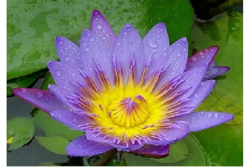 Nénuphar violet, Nymphaea panama pacific