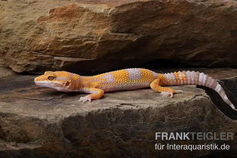 Gecko léopard, Eublepharis macularius, TREMPER ALBINO TANGERINE