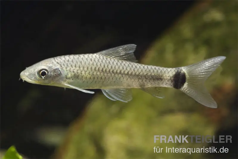 Nettoyeur d’algues pinceaux réticulé, Crossocheilus reticulatus
