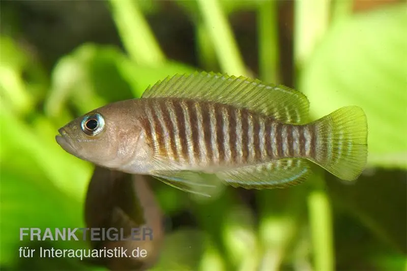 Cichlidé coquillier rayé, Neolamprologus multifasciatus, élevage allemand