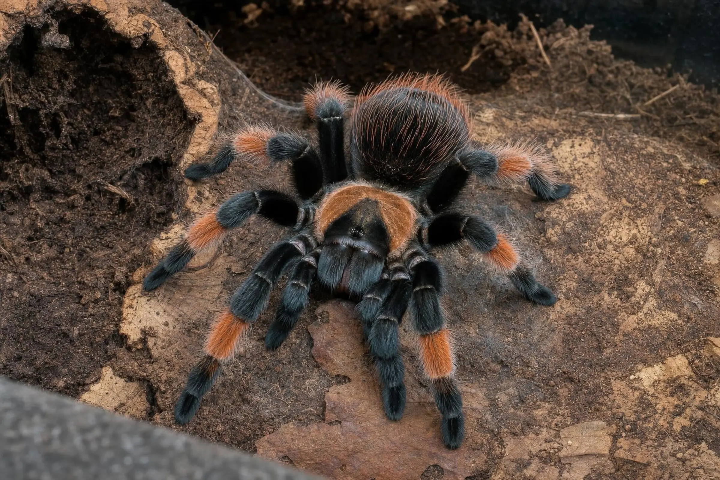 Mygale à pattes orange, Brachypelma emilia