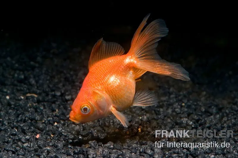 Queue-de-voile XL rouge, Carassius auratus