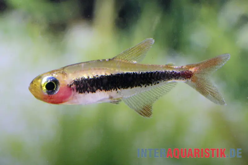 Tétra tucano, Tucanoichthys tucano