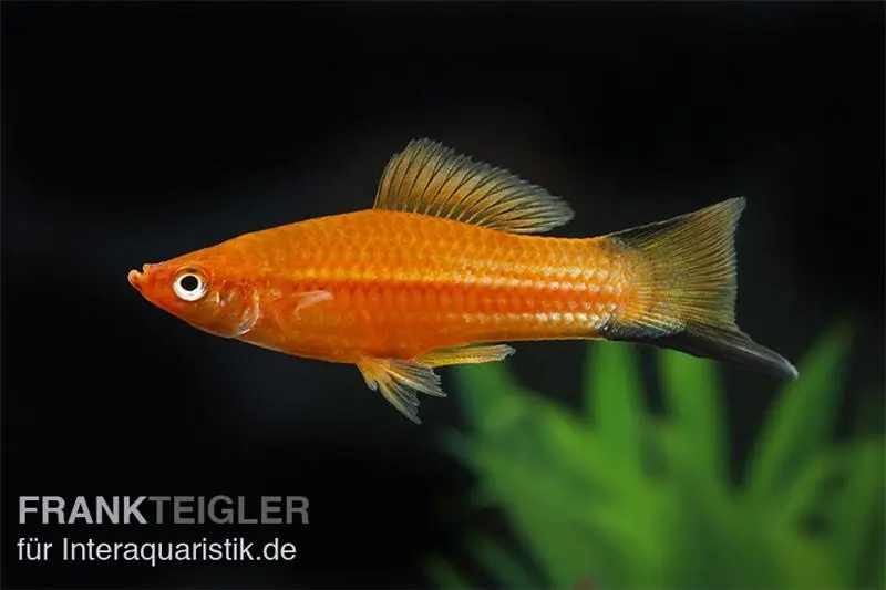 Porte-épée Comète rouge, Xiphophorus helleri