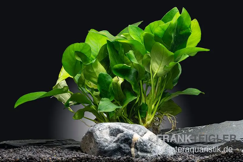 Anubias nain Bigfoot, Anubias barteri var. nana « Bigfoot », pot XL, plante mère