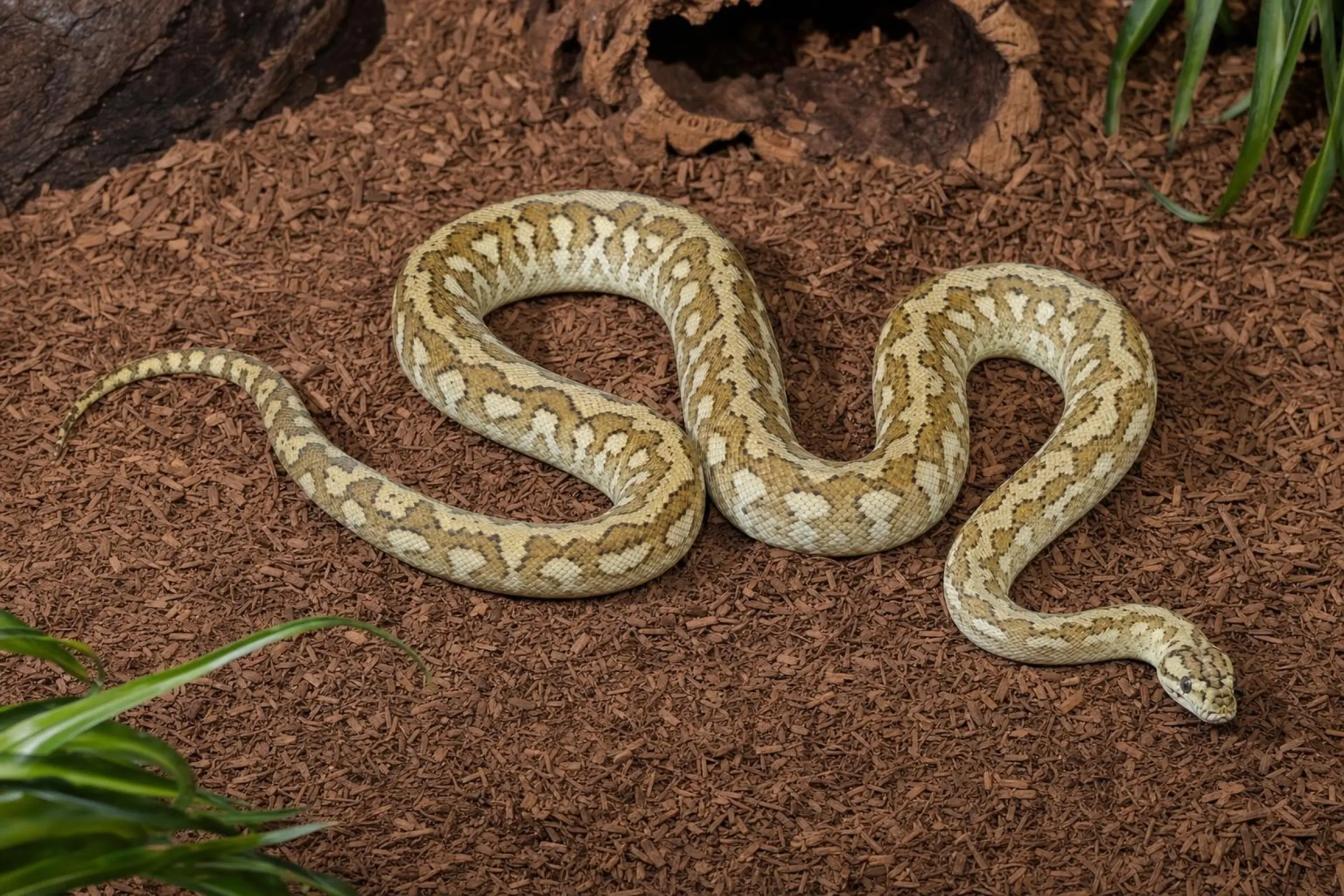 Python tapis hypo, Morelia spilota