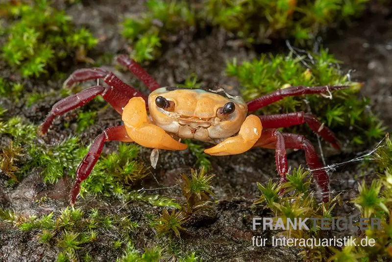 Crabe terrestre Topaze, Lepidothelphusa sp.