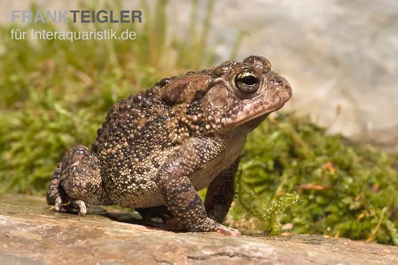 Crapaud de Floride, Bufo terrestris