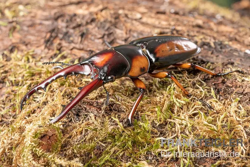 Lucane savagei, Prosopocoilus savagei, vendu par couple