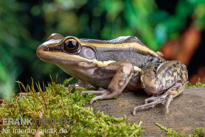 Grenouille à lèvres blanches de Galam, Amnirana galamensis