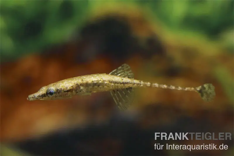 Épinoche de Birmanie, Indostomus crocodilus (mini-poisson)