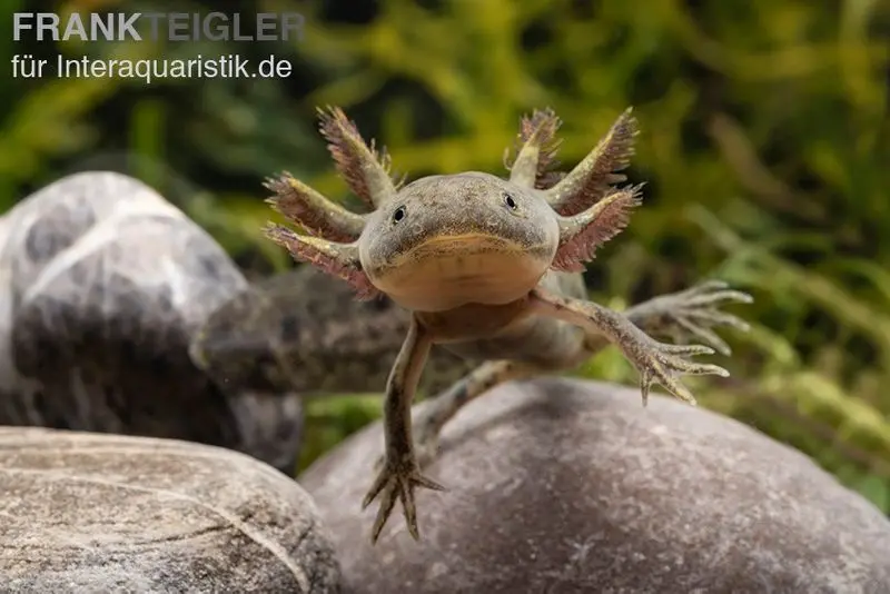 Axolotl de coloration naturelle, Ambystoma mexicanum