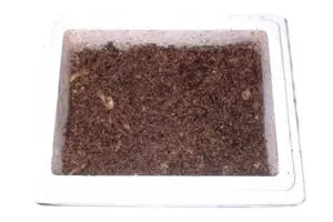 Souche d’élevage d’enchytrées, 50 g d’enchytrées en boîte en polystyrène