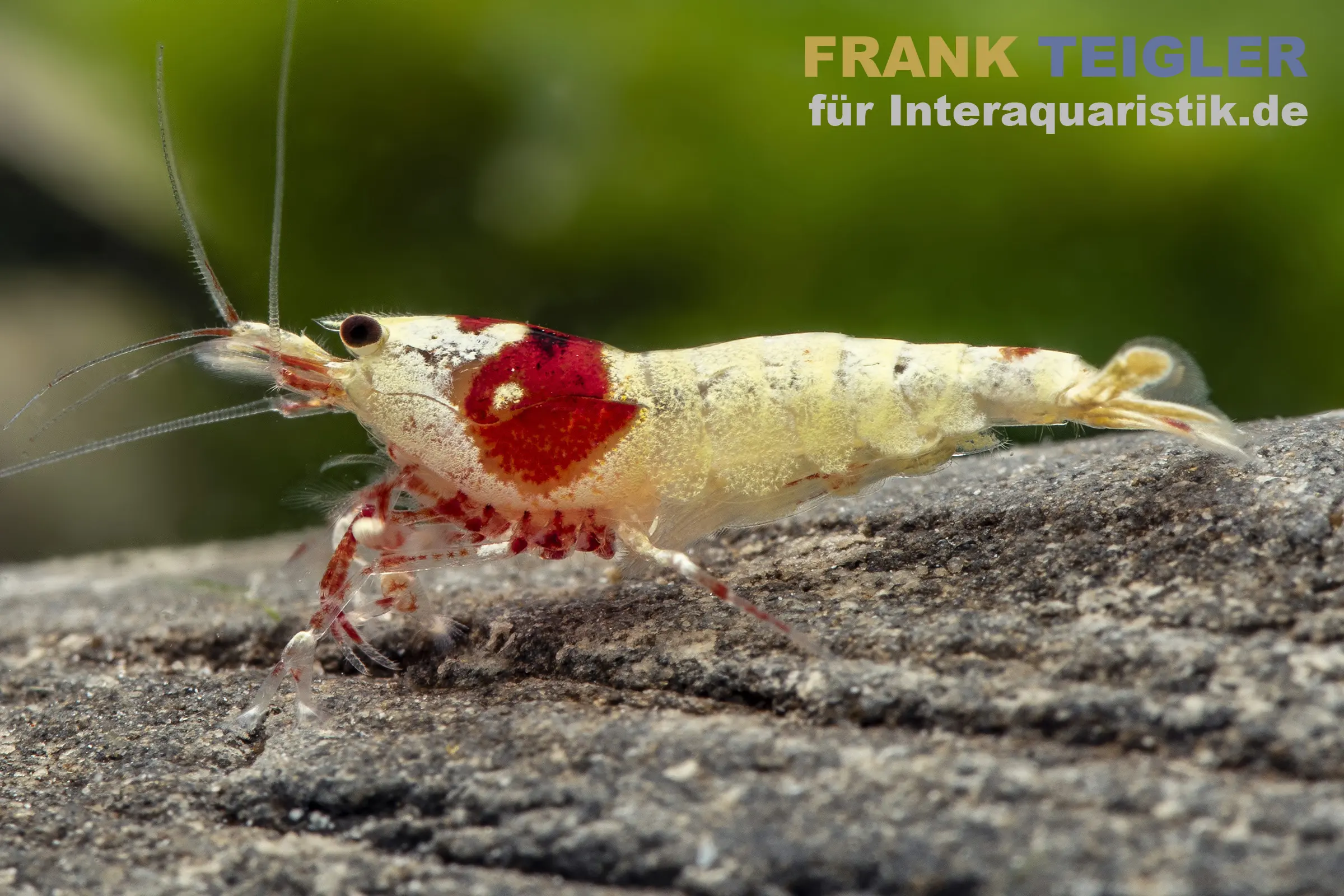 Crevette Pure Red Line, mix grade A-S, Caridina logemanni