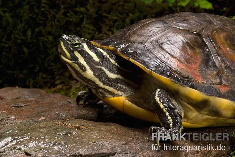 Tortue peinte à ventre rouge de Floride, Pseudemys nelsoni FZ