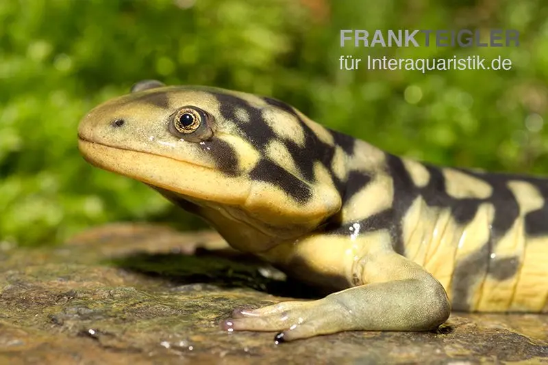 Salamandre tigrée, Ambystoma tigrinum tigrinum