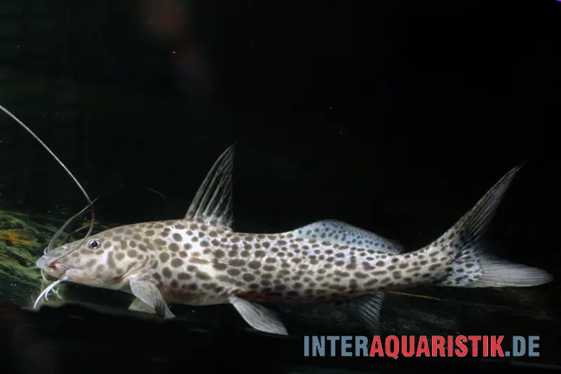 Silure à antennes tête de taureau, Aguarunichthys torosus