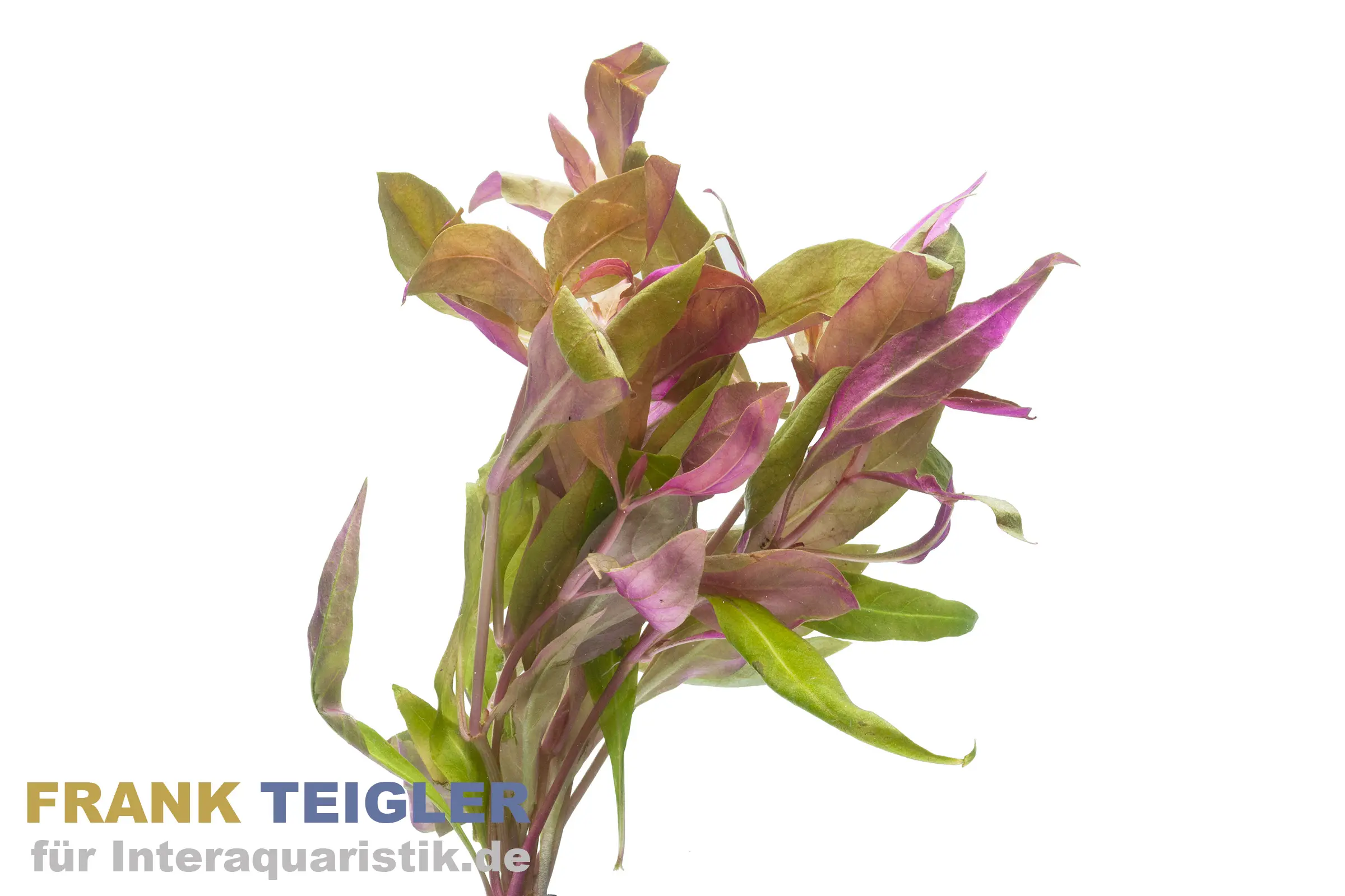 Feuille de perroquet rose, Althernanthera rosaefolia, botte