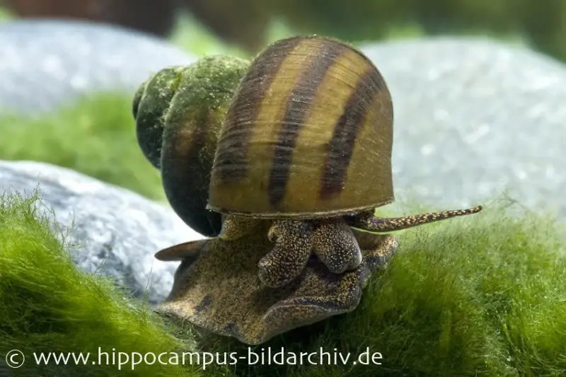 Escargot à opercule des marais, Viviparus viviparus (eau froide & eau chaude)