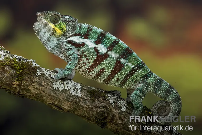 Caméléon panthère, Furcifer pardalis