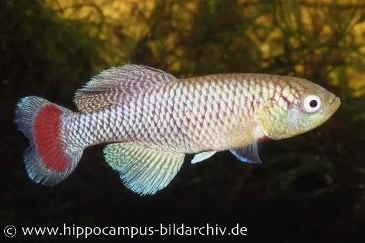 Souche d’élevage sur tourbe pour killies Nothobranchius jubbi, 30 œufs