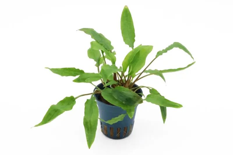 Cryptocoryne de Härtel, Cryptocoryne affinis, en pot