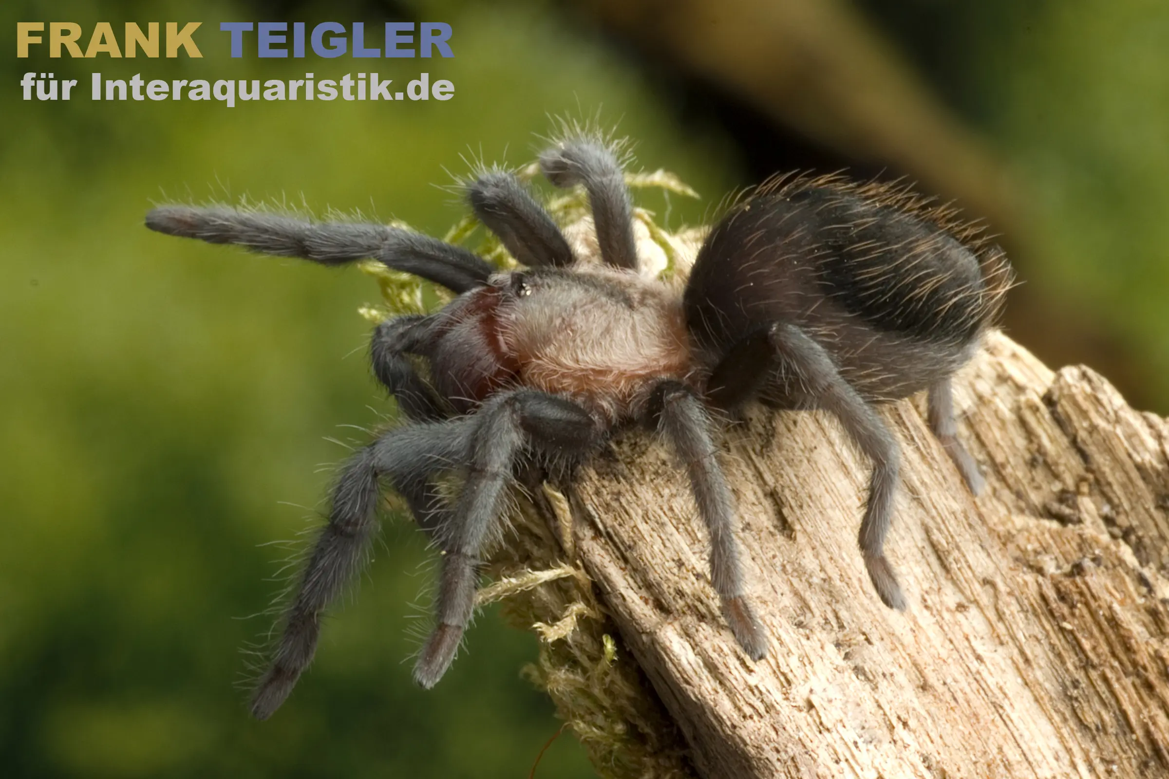 Mygale à pattes rouges de Schroeder, Brachypelma schroederi