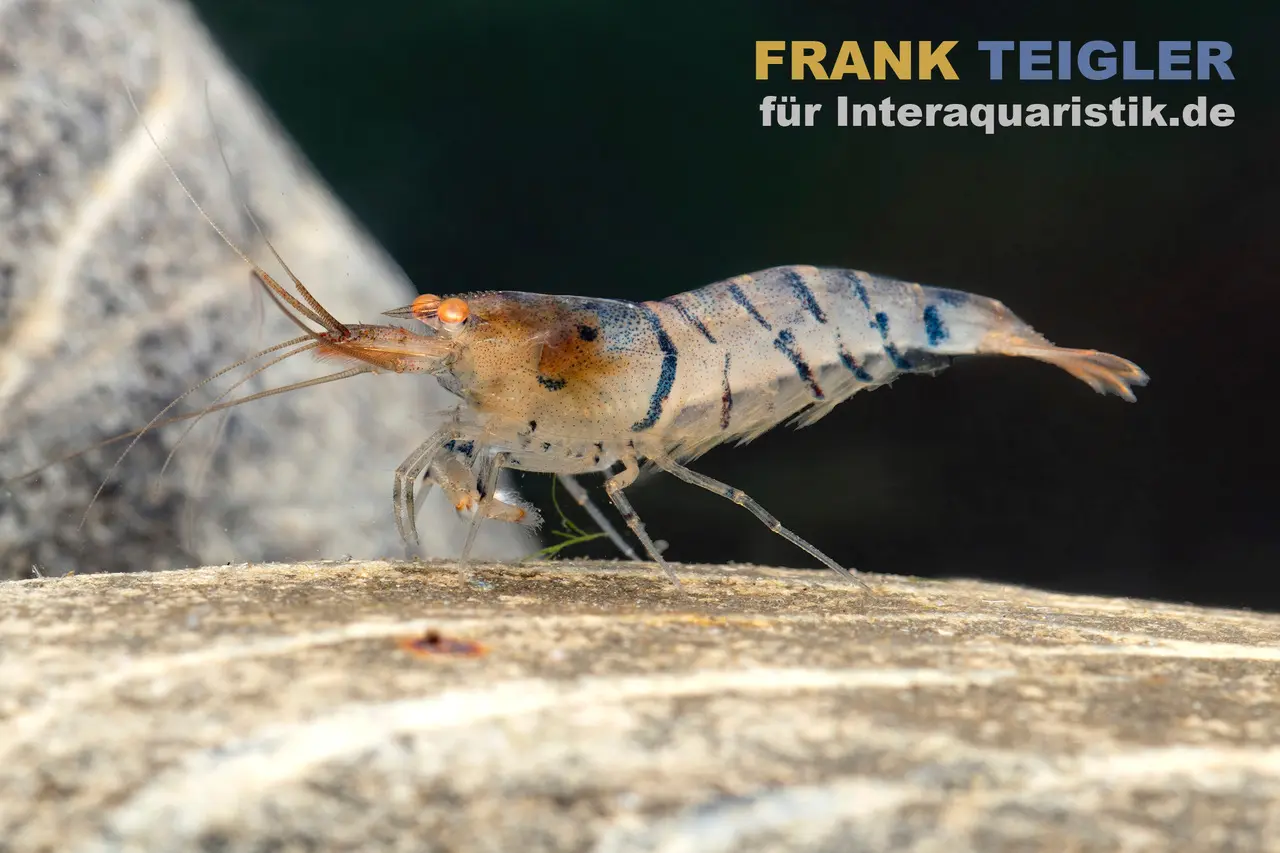 Crevette tigre bleue rayée « Orange Eye », Caridina mariae « Blue striped »