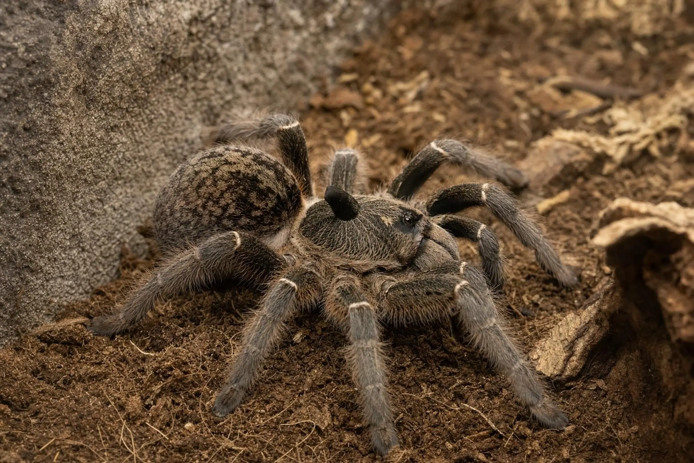 Mygale à bosse africaine, Ceratogyrus darlingi