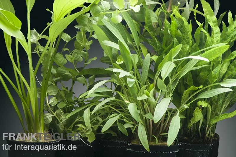 Set de plantes d’aquarium Tongass, 5 pots, set de plantes d’aquarium