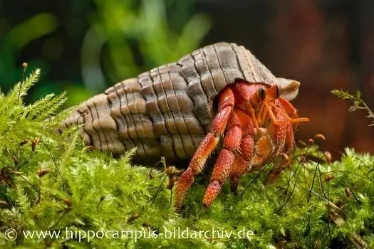 Crabe ermite terrestre fraise, Coenobita perlatus