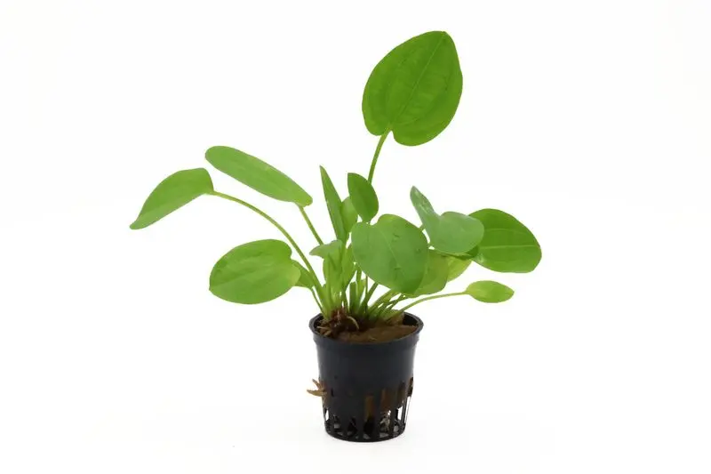 Échinodorus rougeâtre, Echinodorus cordifolius Harbich Rot, en pot