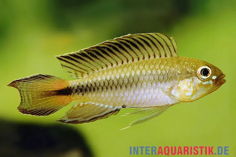 Apistogramma à gorge rouge sang, Apistogramma uaupesi, par couple