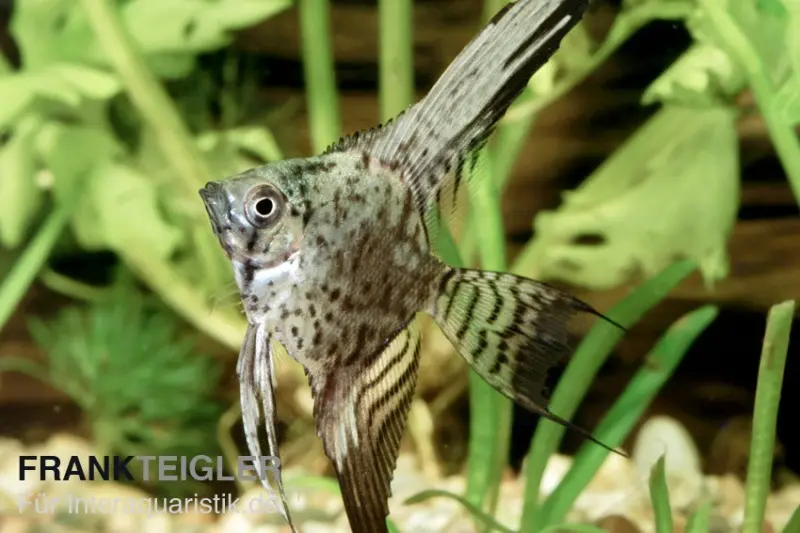 Scalaire léopard, Pterophyllum scalare