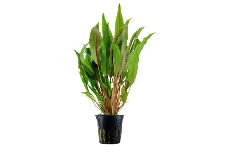 Cryptocoryne à larges feuilles, Cryptocoryne undulata, en pot