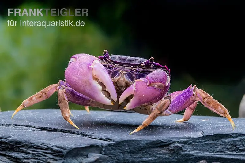 Crabe-araignée violet, Neosarmatium sp. Purple