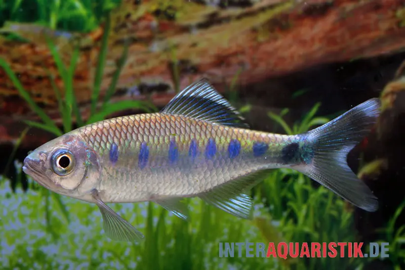 Barilius montagnard à points bleus, Barilius bakeri