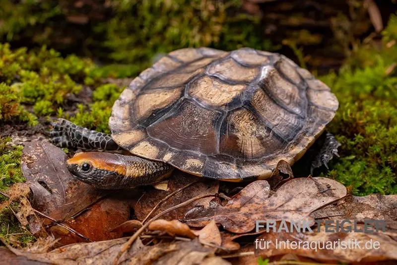 Tortue à carapace plate, Platemys platycephala