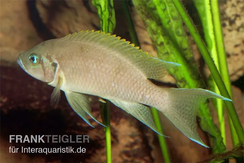 Princesse de Zambie, Neolamprologus daffodil, élevage allemand