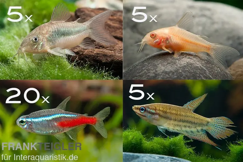 Assortiment de poissons d’ornement pour débutants pour 100 cm