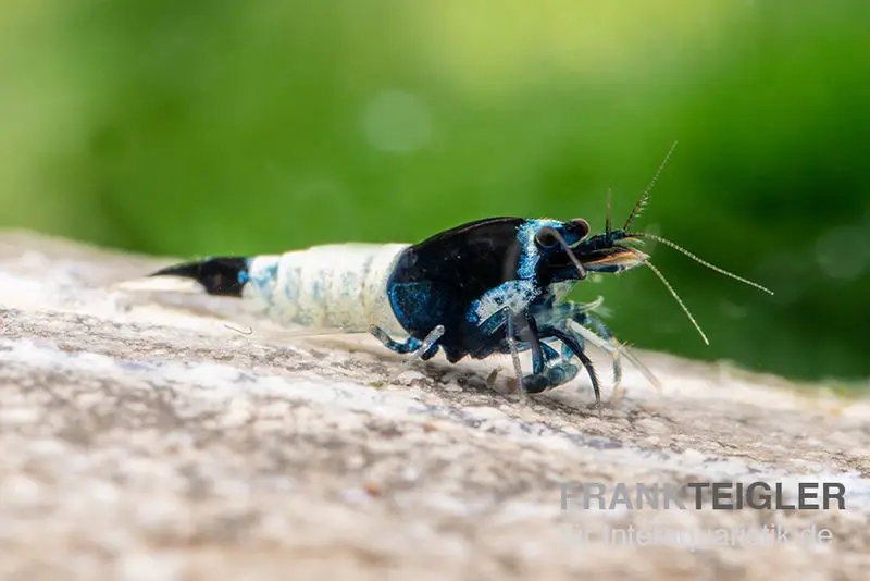 Crevette Mosura King Kong, Caridina logemanni (Taiwan Bee)