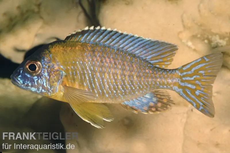 Aulonocara stuartgranti "Usisya", 6-9 cm élevage allemand