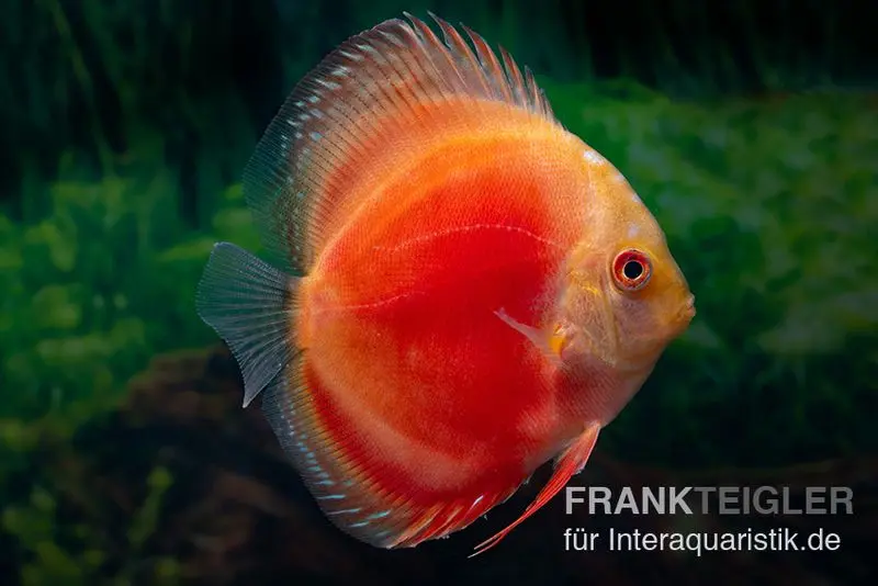 Discus élevage asiatique, Symphysodon discus Marlboro Red